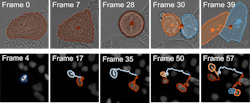 FIGURE 2. The new AI/deep learning tool effectively links trajectories across various experimental conditions. Here, it demonstrates a 99.2% accuracy rate in tracking the movements of HeLa cells from the DIC-C2DH-HELA dataset, despite their changing shape and repeated division. It also achieves 98.4% accuracy in tracking HeLa cells from the Fluo-N2DL-HeLa dataset, despite the dense sample and frequent mitosis and collisions.