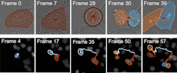 FIGURE 2. The new AI/deep learning tool effectively links trajectories across various experimental conditions. Here, it demonstrates a 99.2% accuracy rate in tracking the movements of HeLa cells from the DIC-C2DH-HELA dataset, despite their changing shape and repeated division. It also achieves 98.4% accuracy in tracking HeLa cells from the Fluo-N2DL-HeLa dataset, despite the dense sample and frequent mitosis and collisions. FIGURE 2. The new AI/deep learning tool effectively links trajectories across various experimental conditions. Here, it demonstrates a 99.2% accuracy rate in tracking the movements of HeLa cells from the DIC-C2DH-HELA dataset, despite their changing shape and repeated division. It also achieves 98.4% accuracy in tracking HeLa cells from the Fluo-N2DL-HeLa dataset, despite the dense sample and frequent mitosis and collisions.