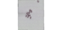 Duke University’s new high-speed multi-camera array microscope has been used to observe the behavior of harvester ants and capture that in 3D videos. Duke University’s new high-speed multi-camera array microscope has been used to observe the behavior of harvester ants and capture that in 3D videos.