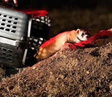 FIGURE 3. After administering vaccinations to the captured ferrets, biologists release them carefully back to their burrows in the wild.