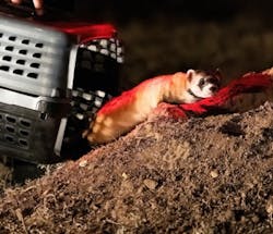 FIGURE 3. After administering vaccinations to the captured ferrets, biologists release them carefully back to their burrows in the wild. FIGURE 3. After administering vaccinations to the captured ferrets, biologists release them carefully back to their burrows in the wild.