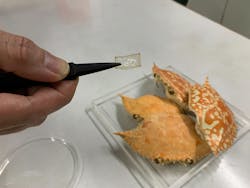 FIGURE 1. A new process that turns crab shells into a bioplastic can be used to make optical components such as diffraction gratings (shown in the tweezers). FIGURE 1. A new process that turns crab shells into a bioplastic can be used to make optical components such as diffraction gratings (shown in the tweezers).