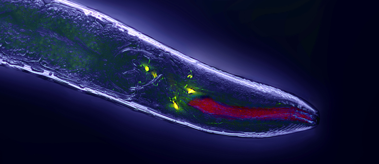 Editorial Teledyne Reg Image 051123