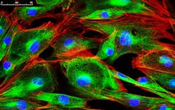 FIGURE 1. Multiphoton, or nonlinear, microscopy, uses ultrafast laser sources for capturing high-resolution three-dimensional (3D) images with reduced photobleaching and phototoxicity compared to traditional confocal microscopy techniques. However, pulse spreading can make multiphoton microscopy images like this one become blurry. FIGURE 1. Multiphoton, or nonlinear, microscopy, uses ultrafast laser sources for capturing high-resolution three-dimensional (3D) images with reduced photobleaching and phototoxicity compared to traditional confocal microscopy techniques. However, pulse spreading can make multiphoton microscopy images like this one become blurry.