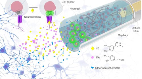 FIGURE 1. Schematic of neurochemical sensing in vivo with FOPECs.