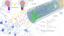 FIGURE 1. Schematic of neurochemical sensing in vivo with FOPECs. FIGURE 1. Schematic of neurochemical sensing in vivo with FOPECs.