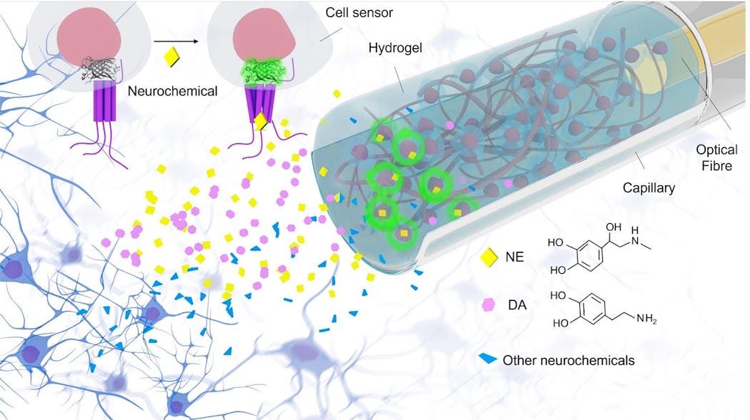 FIGURE 1. Schematic of neurochemical sensing in vivo with FOPECs.