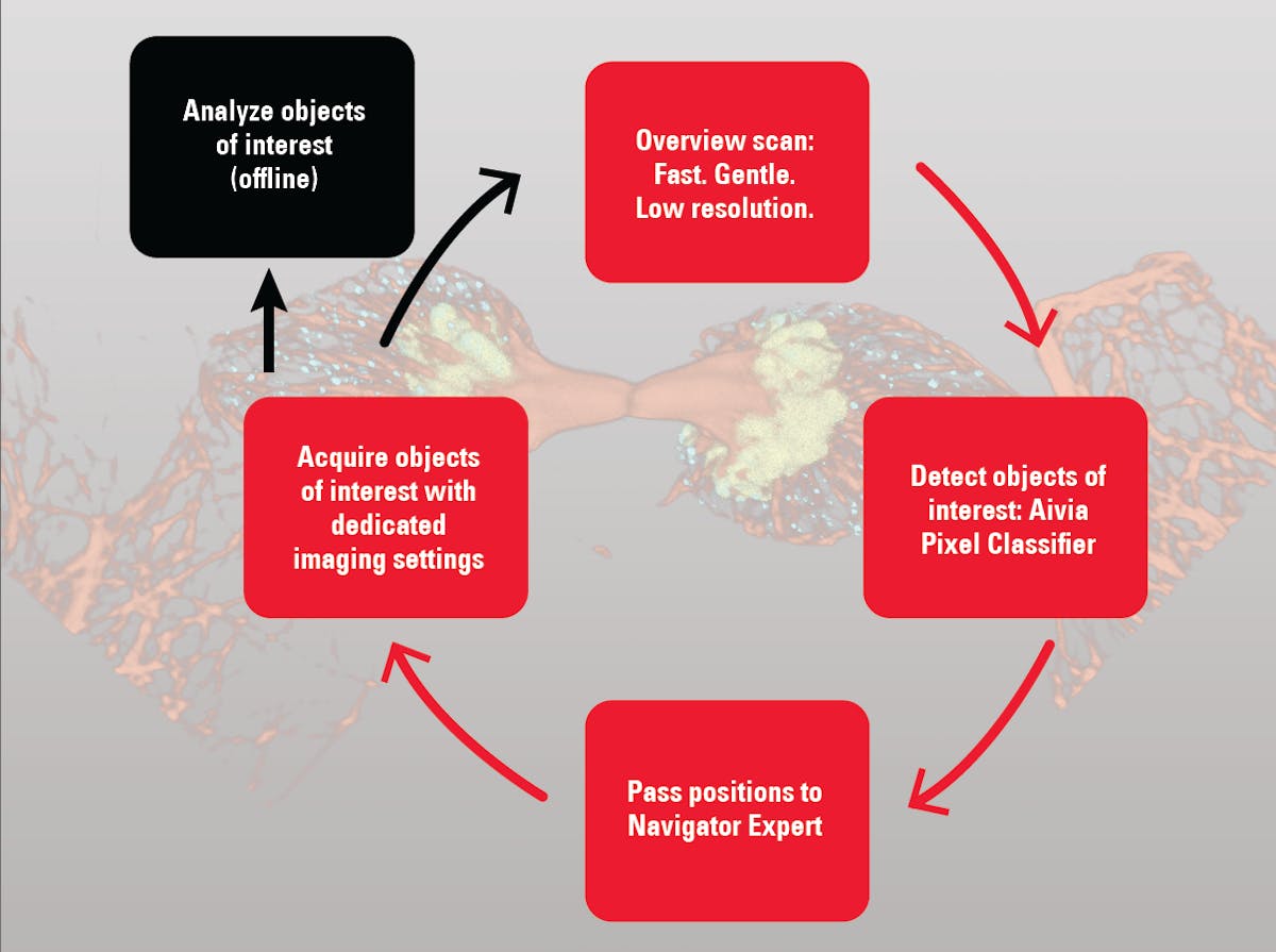 FIGURE 1. Rare event detection workflow using autonomous microscopy, powered by Aivia from Leica Microsystems.