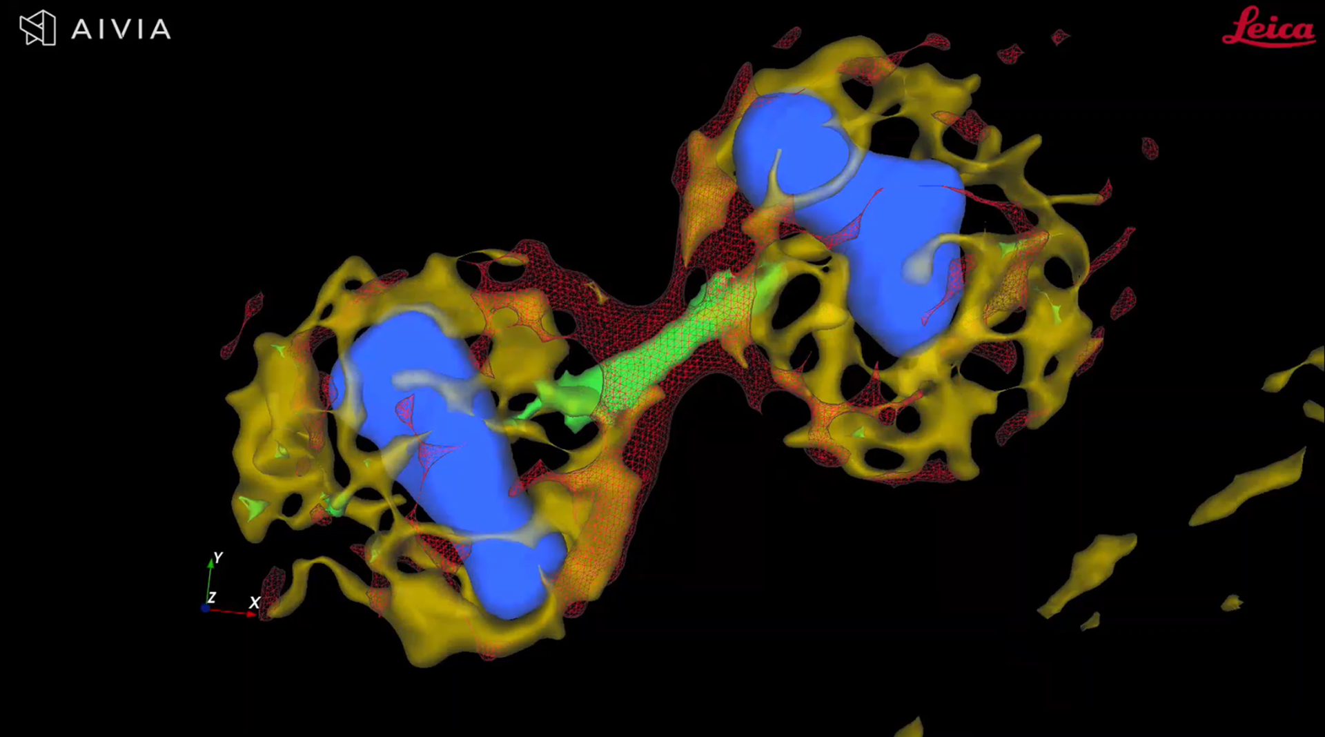 FIGURE 3. 4D image of a dividing cell that was detected by Aivia in a feedback loop with LAS X from Leica Microsystems.