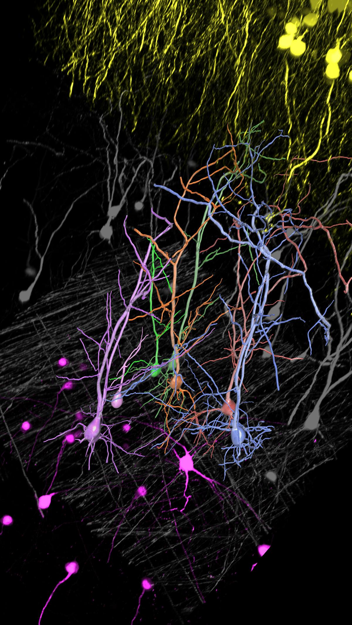 FIGURE 4. THY1-EGFP labeled neuron in whole mouse brain processed using the PEGASOS 2 tissue clearing method, imaged on a Leica confocal microscope. Neurons were traced using Aivia&rsquo;s 3D Neuron Analysis&ndash;FL recipe from Leica Microsystems.
