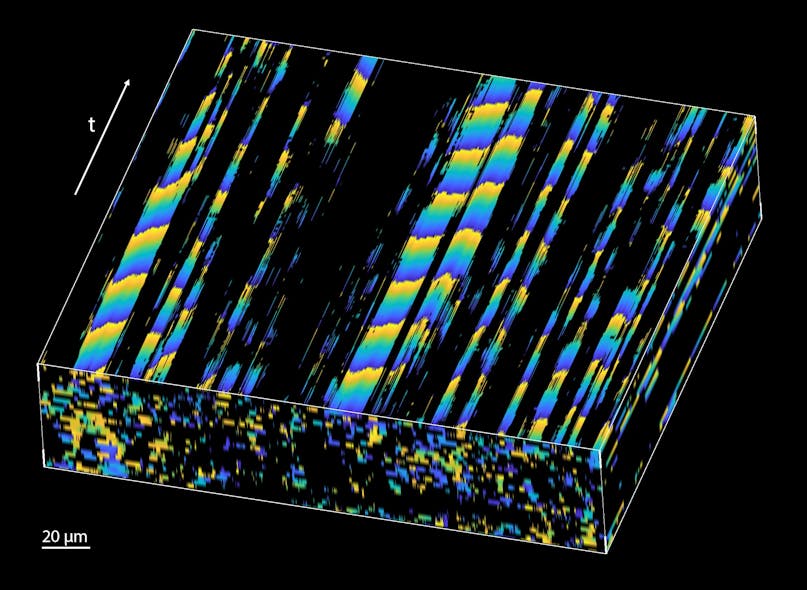 FIGURE 3. The image shows the propagation of the cilia metachronal wave in space and time as captured with the team&rsquo;s new OCT imaging method.