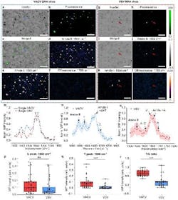 FIGURE 2. Fingerprinting detection of individual Vaccinia (VACV) and Vesicular stomatitis (VSV) viruses. FIGURE 2. Fingerprinting detection of individual Vaccinia (VACV) and Vesicular stomatitis (VSV) viruses.