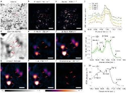 FIGURE 3. Protein secondary structure identification in single Varicella zoster (VZV) viruses. FIGURE 3. Protein secondary structure identification in single Varicella zoster (VZV) viruses.