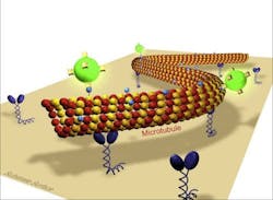 Microtubules propelled by molecular motors shine with attached quantum dots while crawling over a surface. Microtubules propelled by molecular motors shine with attached quantum dots while crawling over a surface.