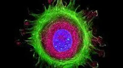 Fluorescence lifetime imaging is empowering medical professionals with a sub-cell view of problems even as they emerge
