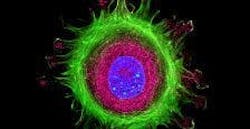 Fluorescence lifetime imaging is empowering medical professionals with a sub-cell view of problems even as they emerge Fluorescence lifetime imaging is empowering medical professionals with a sub-cell view of problems even as they emerge