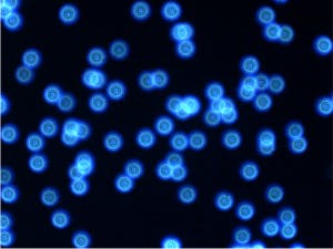 Figure4. Star image after active alignment