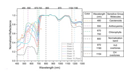 FIGURE 1. Spectroscopic measurements (left) of Gala apples were conducted from week 2 (which is one week after blossoming) to week 18 when the apple was ripe. Lines and bands involved in this evolution are identified (right). FIGURE 1. Spectroscopic measurements (left) of Gala apples were conducted from week 2 (which is one week after blossoming) to week 18 when the apple was ripe. Lines and bands involved in this evolution are identified (right).