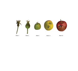FIGURE 2. Photographs of the apple ripening process. FIGURE 2. Photographs of the apple ripening process.
