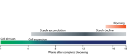 FIGURE 3. Several physiological processes take place during the ripening process, most of which can be related to changes in the reflectance of fruit pigments and to H2O and C-H vibrations. FIGURE 3. Several physiological processes take place during the ripening process, most of which can be related to changes in the reflectance of fruit pigments and to H2O and C-H vibrations.