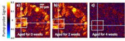 Pump-probe microscope images show how the paint samples fared over the course of the aging process. Areas that were unchanged are shown in blue, and areas where the cadmium sulfide has broken down are shown in red. Changes that were imperceptible to the eye were undeniable in the laser signal by as early as week one. Pump-probe microscope images show how the paint samples fared over the course of the aging process. Areas that were unchanged are shown in blue, and areas where the cadmium sulfide has broken down are shown in red. Changes that were imperceptible to the eye were undeniable in the laser signal by as early as week one.