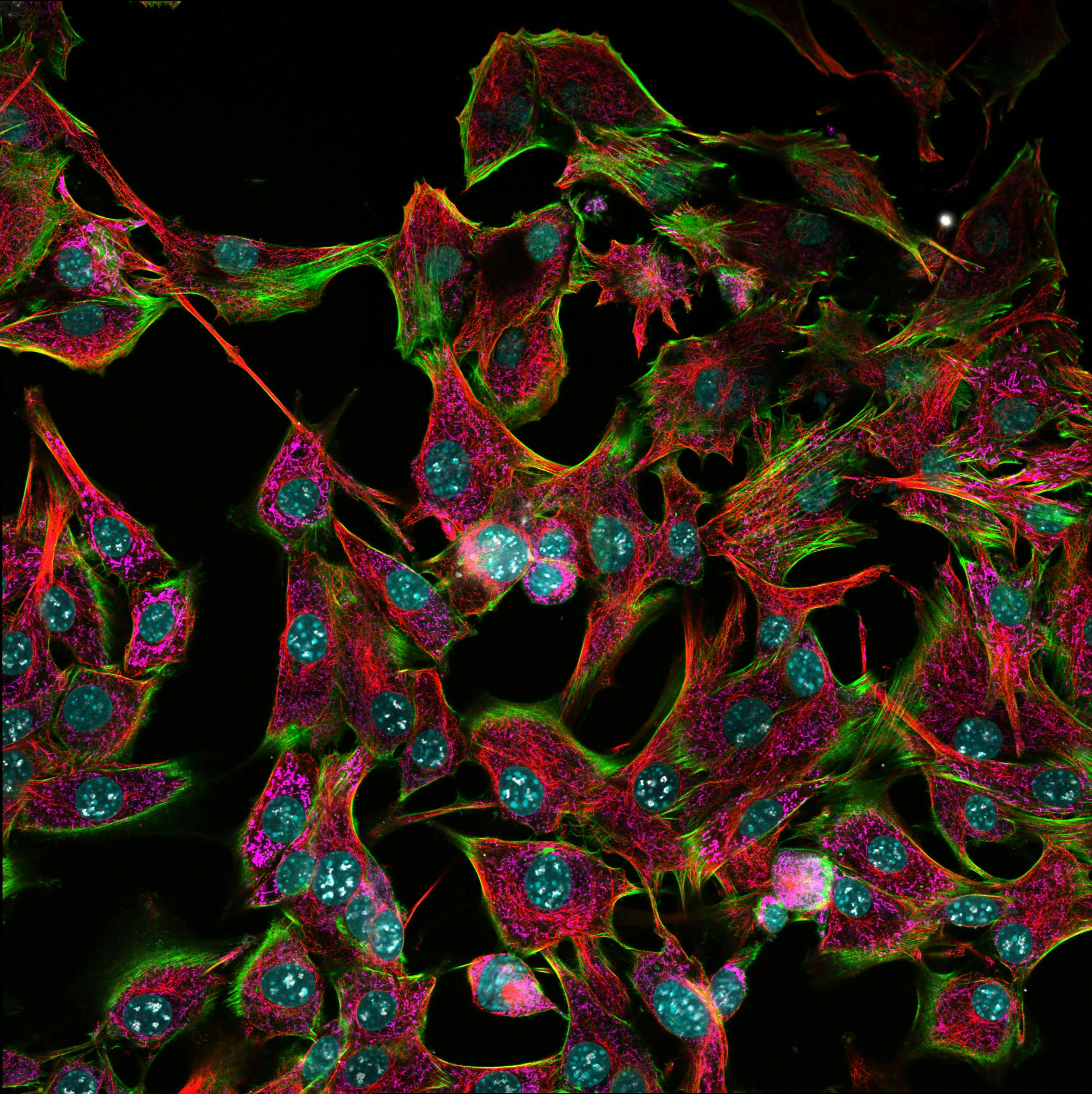 FIGURE 2. NIH 3T3 Cells imaged using an Evident FV4000 confocal microscope. Hoechst&mdash;cyan, Actin-phalloidin-AF488&mdash;green, B-tubulin-AF555&mdash;red, CPCA-HSP60-AF647&mdash;magenta, Fibrillarin-AF790&mdash;gray.