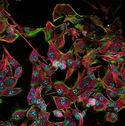 FIGURE 2. NIH 3T3 Cells imaged using an Evident FV4000 confocal microscope. Hoechst—cyan, Actin-phalloidin-AF488—green, B-tubulin-AF555—red, CPCA-HSP60-AF647—magenta, Fibrillarin-AF790—gray. FIGURE 2. NIH 3T3 Cells imaged using an Evident FV4000 confocal microscope. Hoechst—cyan, Actin-phalloidin-AF488—green, B-tubulin-AF555—red, CPCA-HSP60-AF647—magenta, Fibrillarin-AF790—gray.