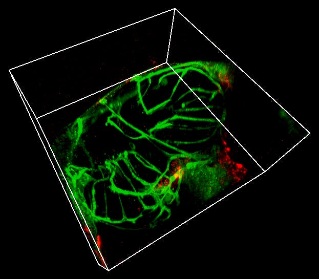 FIGURE 3. U87 glioma cells were co-incubated with 5 &micro;g/ml colominic acid coated UCNP for 12 hours, injected into zebrafish larvae 5 days post fertilization. The nanoparticle distribution was imaged using an Evident FV3000 confocal microscope. Green channel: GFP expressed by the endothelial cells in transgenic zebrafish; red channel (UCNP): 70-nm core-shell NaYbF4:Tm@NaYF4 nanoparticle coated by DSPE-PEG.