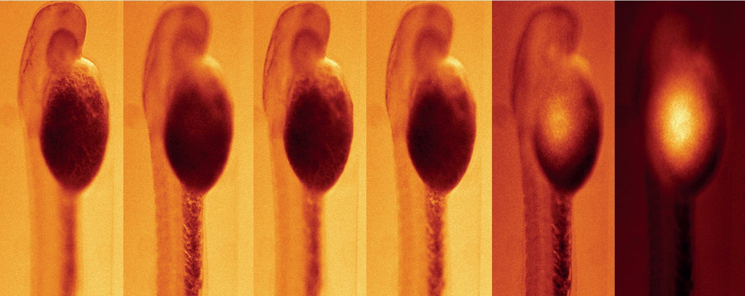FIGURE 2. Zebrafish embryo image stack with 50-&mu;m increments between the images.