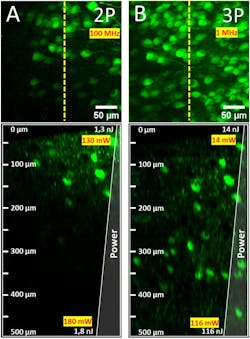 FIGURE 3. Penetration depth of 2PM (a) and 3PM (b). Deep tissue imaging in an unfixed cryosection of a mouse brain with GFP-expressing neurons. Increasing laser power (right) with increasing depth (left) 2P: 100 MHz: 130 mW – 180 mW and 3P: 1 MHz 14 mW - 116 mW. FIGURE 3. Penetration depth of 2PM (a) and 3PM (b). Deep tissue imaging in an unfixed cryosection of a mouse brain with GFP-expressing neurons. Increasing laser power (right) with increasing depth (left) 2P: 100 MHz: 130 mW – 180 mW and 3P: 1 MHz 14 mW - 116 mW.