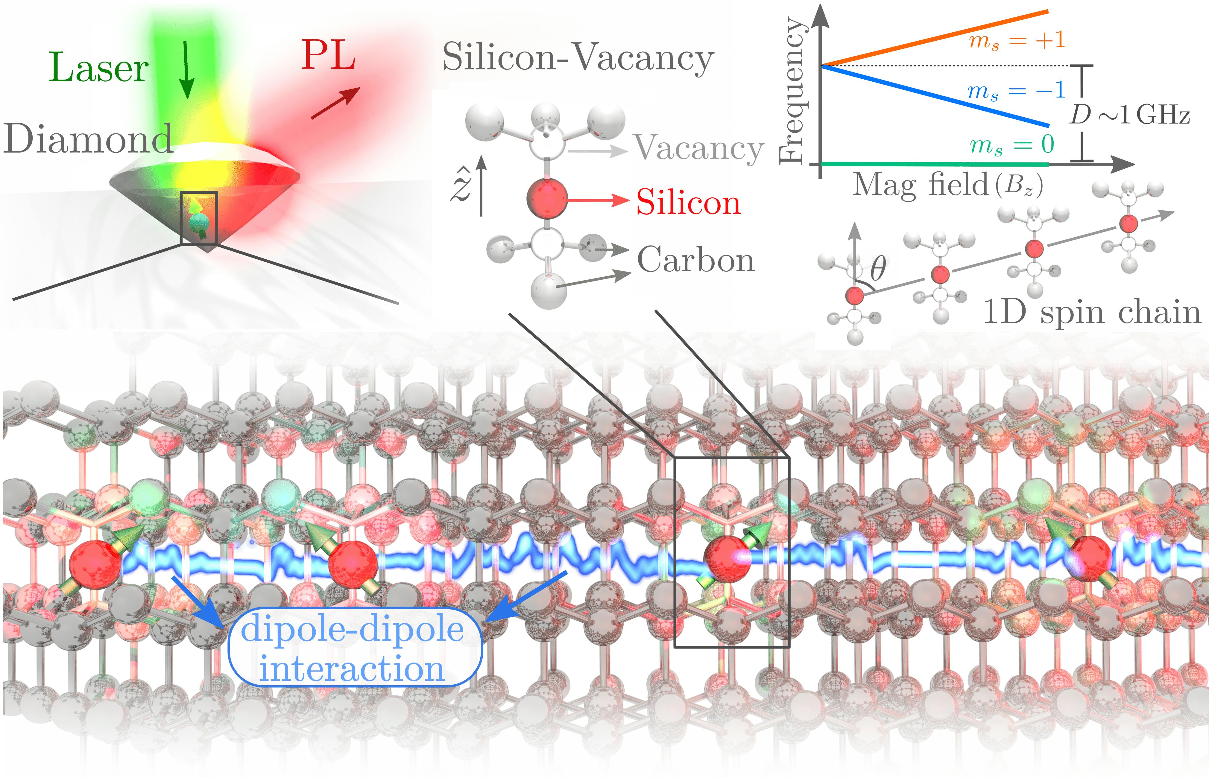 Depiction of a silicon vacancy in diamond and the corresponding spin array of SiV centers coupled through dipole-dipole interaction. Spin centers are initialized by laser light and optically read through the emitted photoluminescence (PL). The energy levels of different spin projections along the z-direction are modified by the magnetic field (Bz), and the resulting Hamiltonian depends on Bz and the angle &theta; between the z axis and the direction of the spin center array.