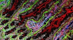 RS 301 Gut Final RS 301 Gut Final