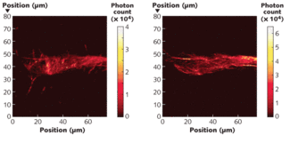 Among the invited talks, Jeff Squier and his group at the Colorado School of Mines will discuss a photon-counting microscope that simultaneously captured these single-harmonic-generation mosaic images of crystalline cellulose at two orthogonal polarizations of the excitation beam.