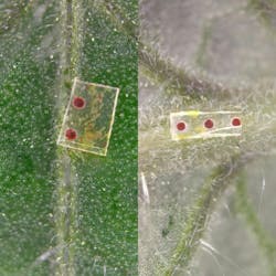Silk fibroin microneedles on a tomato plant show color change from dark red (left) to red (right). This indicates rising pH levels in xylem tissues and drought stress in the plant. Silk fibroin microneedles on a tomato plant show color change from dark red (left) to red (right). This indicates rising pH levels in xylem tissues and drought stress in the plant.
