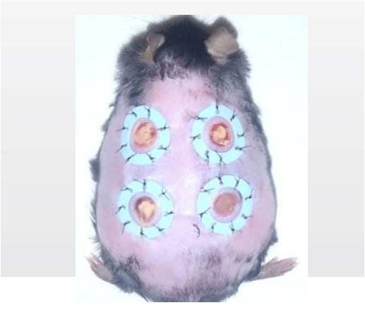 As part of a photodynamic-therapy (PDT) experiment using violet-LED light and a photosensitizing material, a mouse is given skin ulcers that are infected with MRSA.