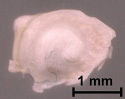 The new terahertz imaging method can visualize internal details of a mouse cochlea with micron-level spatial resolution. Shown here is an excised mouse cochlea. The new terahertz imaging method can visualize internal details of a mouse cochlea with micron-level spatial resolution. Shown here is an excised mouse cochlea.