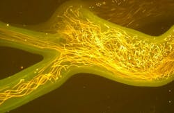 Tracer particle motion illuminated under the Spectra-Physics Millennia laser light and recorded with an orange filter. Tracer particle motion illuminated under the Spectra-Physics Millennia laser light and recorded with an orange filter.