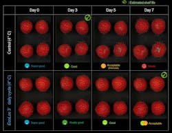 Raspberries stored at 4°C and irradiated using EcoLoc for three minutes daily remained in good condition after seven days. Credit: PureFize Technologies Raspberries stored at 4°C and irradiated using EcoLoc for three minutes daily remained in good condition after seven days. Credit: PureFize Technologies