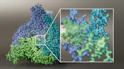 FIGURE 1. L-arabinose isomerase structure at 1.52-Å resolution, determined via the Krios 5 Cryo-TEM. Data courtesy of University of BRIN, Indonesia. Protein is used for the development of sugar substitutes as well as the synthesis of antiviral drugs and other potential therapeutics.