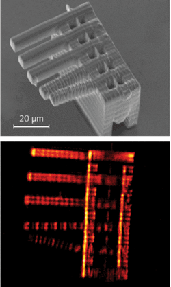 FIGURE 3. A SEM image (top) of a three-dimensional microstructure fabricated by TPP provides high-resolution visual information. A CARS image of the same structure (bottom), produced at 2902 cm-1, reveals the relative strength and weakness, from top to bottom, of the cantilevers. FIGURE 3. A SEM image (top) of a three-dimensional microstructure fabricated by TPP provides high-resolution visual information. A CARS image of the same structure (bottom), produced at 2902 cm-1, reveals the relative strength and weakness, from top to bottom, of the cantilevers.