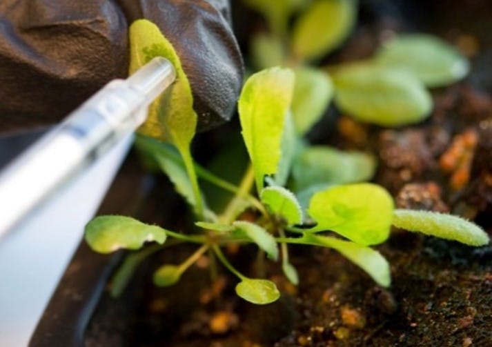 Infiltration of the nanosensor solution into a plant leaf.
