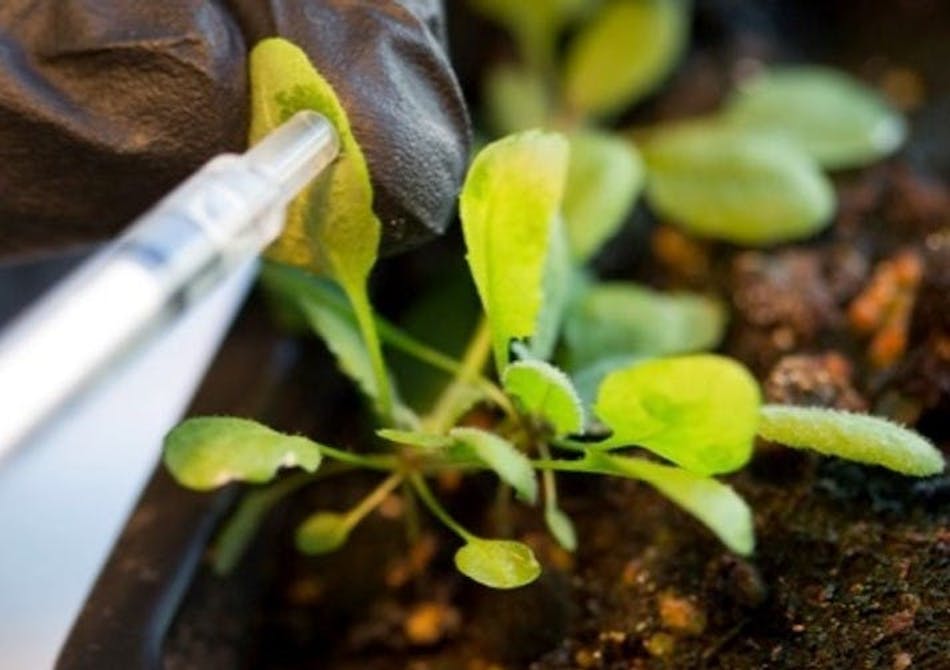 Infiltration of the nanosensor solution into a plant leaf. Infiltration of the nanosensor solution into a plant leaf.