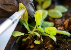 Infiltration of the nanosensor solution into a plant leaf. Infiltration of the nanosensor solution into a plant leaf.