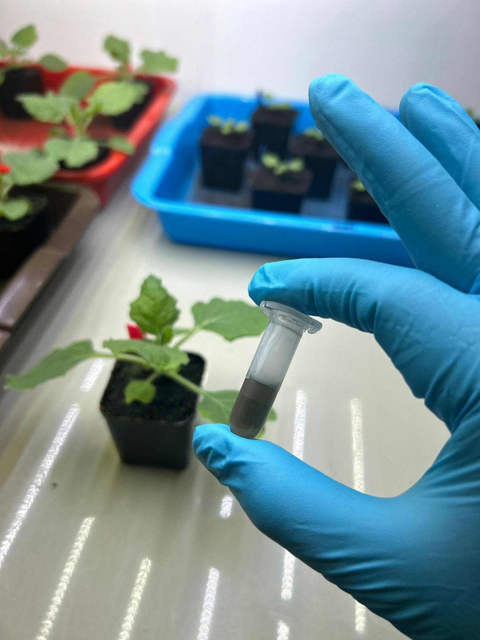 A vial containing IAA nanosensor solution, which can be infiltrated into plants to monitor auxin levels.