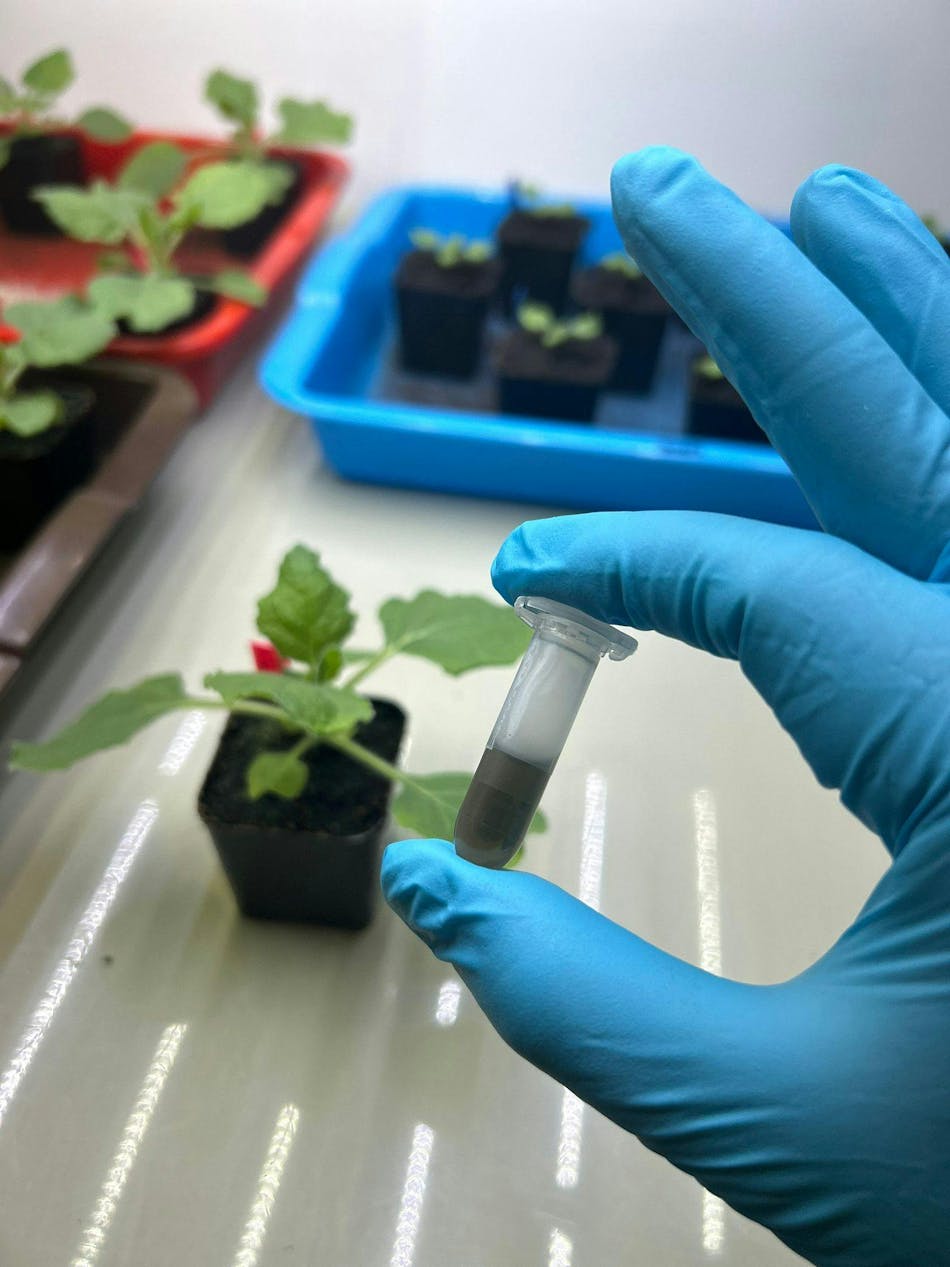 A vial containing IAA nanosensor solution, which can be infiltrated into plants to monitor auxin levels. A vial containing IAA nanosensor solution, which can be infiltrated into plants to monitor auxin levels.
