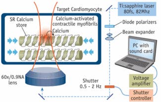 FIGURE 1. This schematic excludes some major components of the optics setup such as the microscope&mdash;and focuses on the portion depicting the laser pacemaking effect on a single cell.
