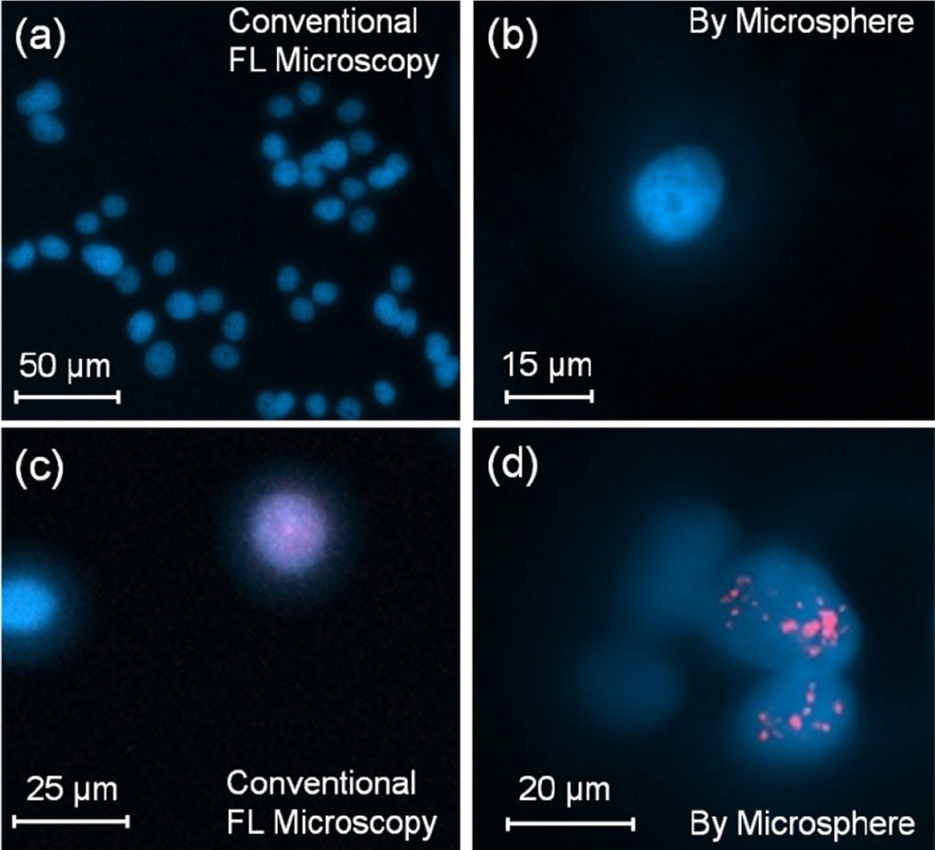 Image: Fluorescence (FL) micrographs of cells imaged without (a, c) and with (b, d) 130 &mu;m-diameter BTG sphere immersed in PDMS and a stain for additional resolution. U87 glioblastoma cells (a, b) U87 are imaged through a 20X (numerical aperture = 0.4) objective lens under excitation at &lambda;=365 nm with filtering at 440 nm. Cell nuclei and radiation-induced foci (c, d) are shown under excitations at 365 and 594 nm with filtering at 440 and 620 nm, respectively.
