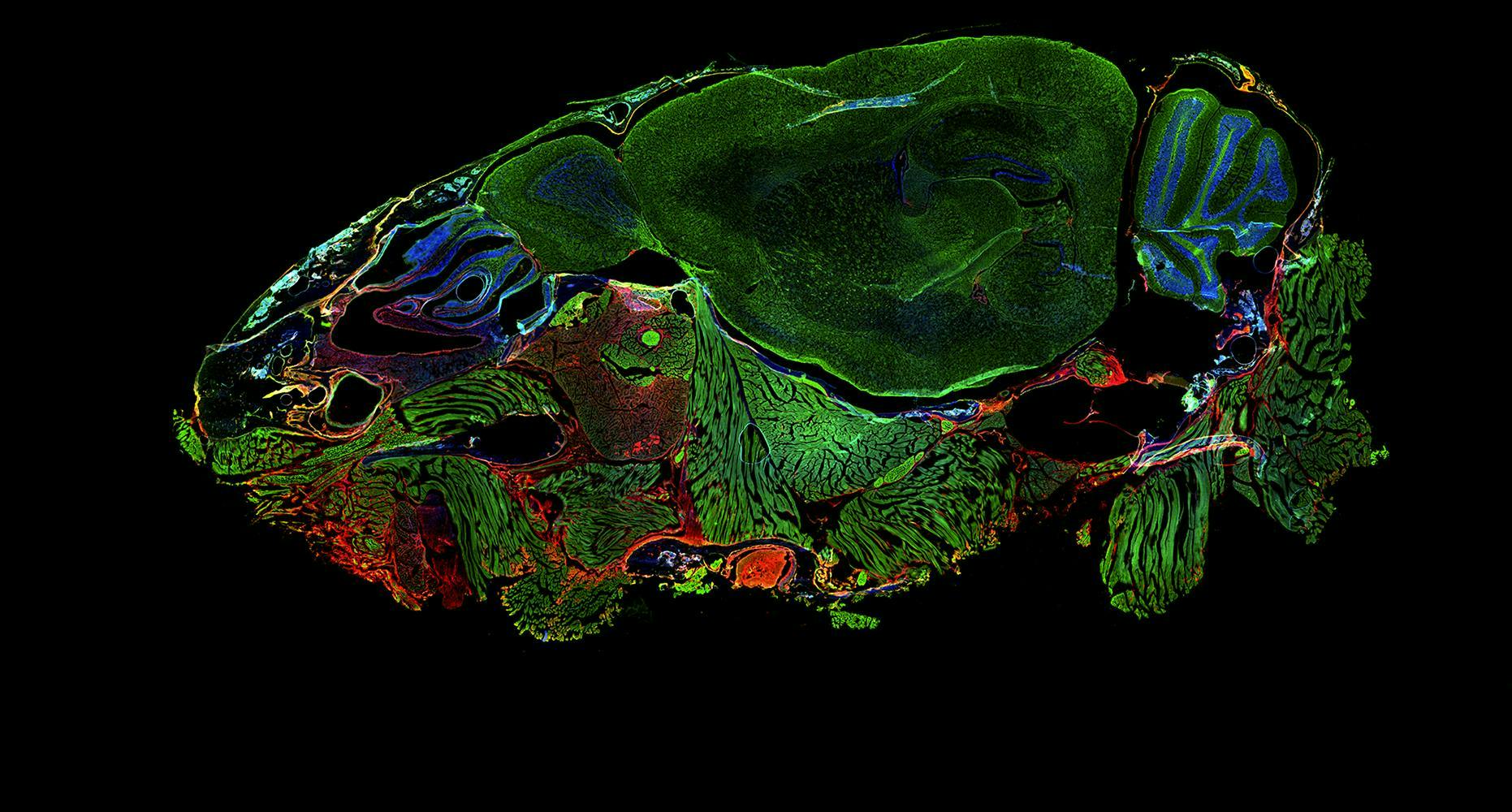 Widefield microscope image of a DAPI-stained mouse head; sagittal plane: 4x, 0.2 NA.