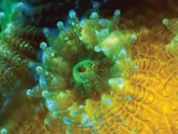 Chroma Fluorescence Microscopy Chroma Fluorescence Microscopy