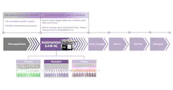 FIGURE 1. Passivation-enabled process decoupling in laser diode manufacturing. Cleaving in air is decoupled from passivation, and passivation decouples mirror coatings. Both safe windows reduce time pressure while maintaining oxidation-inert facets, which enables predictable downstream coatings, burn-in, and final test. FIGURE 1. Passivation-enabled process decoupling in laser diode manufacturing. Cleaving in air is decoupled from passivation, and passivation decouples mirror coatings. Both safe windows reduce time pressure while maintaining oxidation-inert facets, which enables predictable downstream coatings, burn-in, and final test.